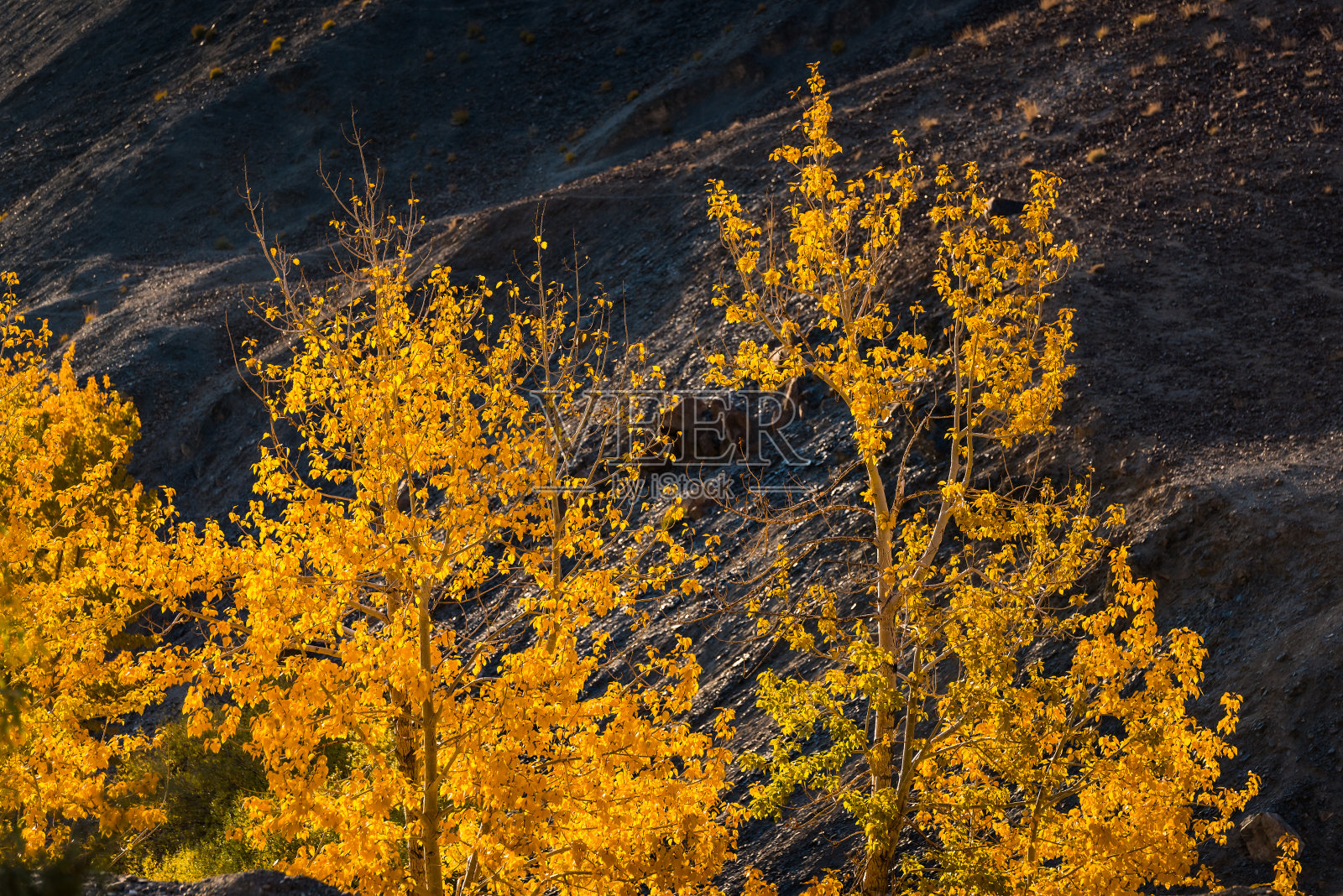 美丽多彩的秋叶/绿色，黄色，橙色，照片摄影图片