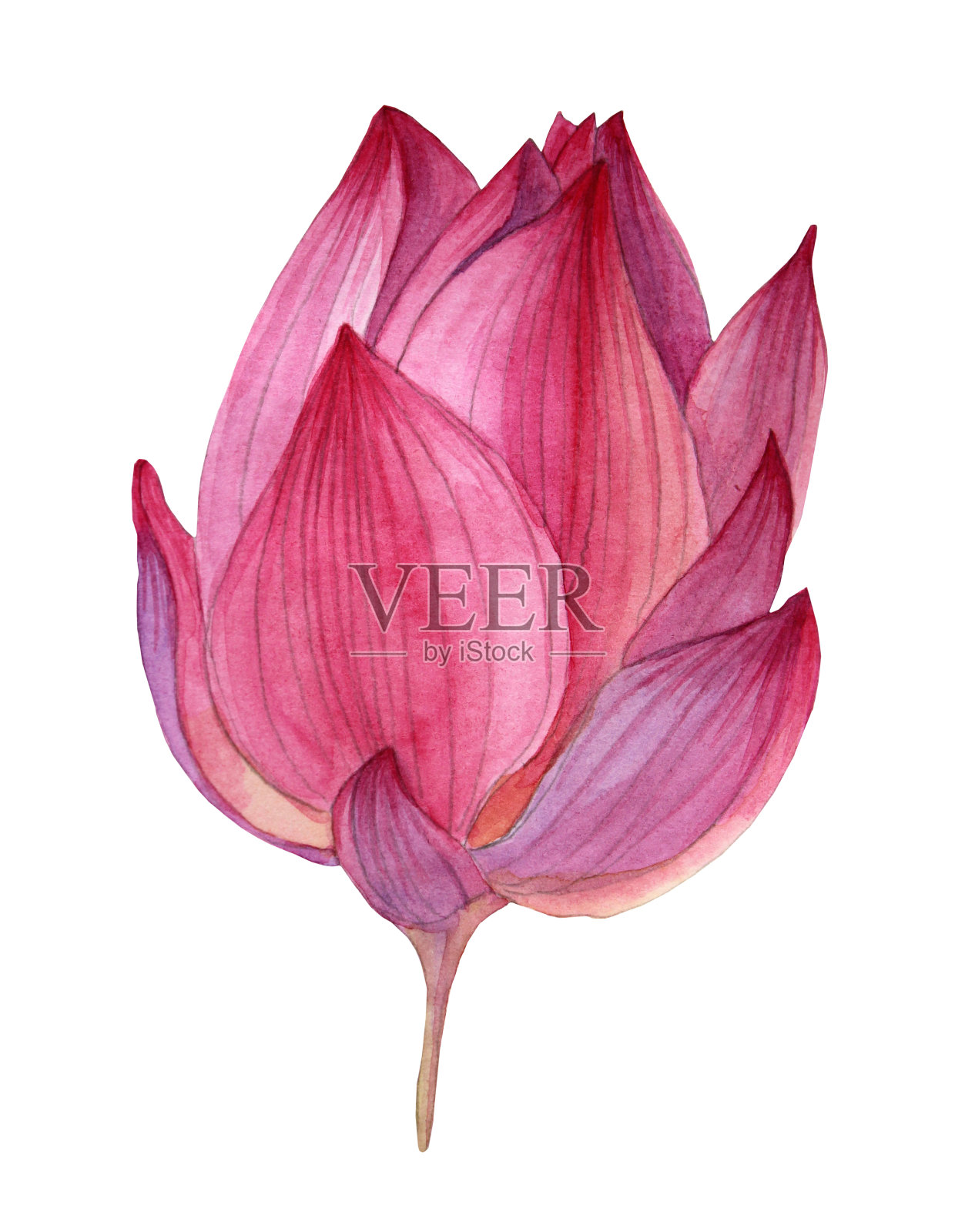 水彩手绘粉红紫芽钮扣花莲花孤立在白色背景艺术创作对象设计元素图片