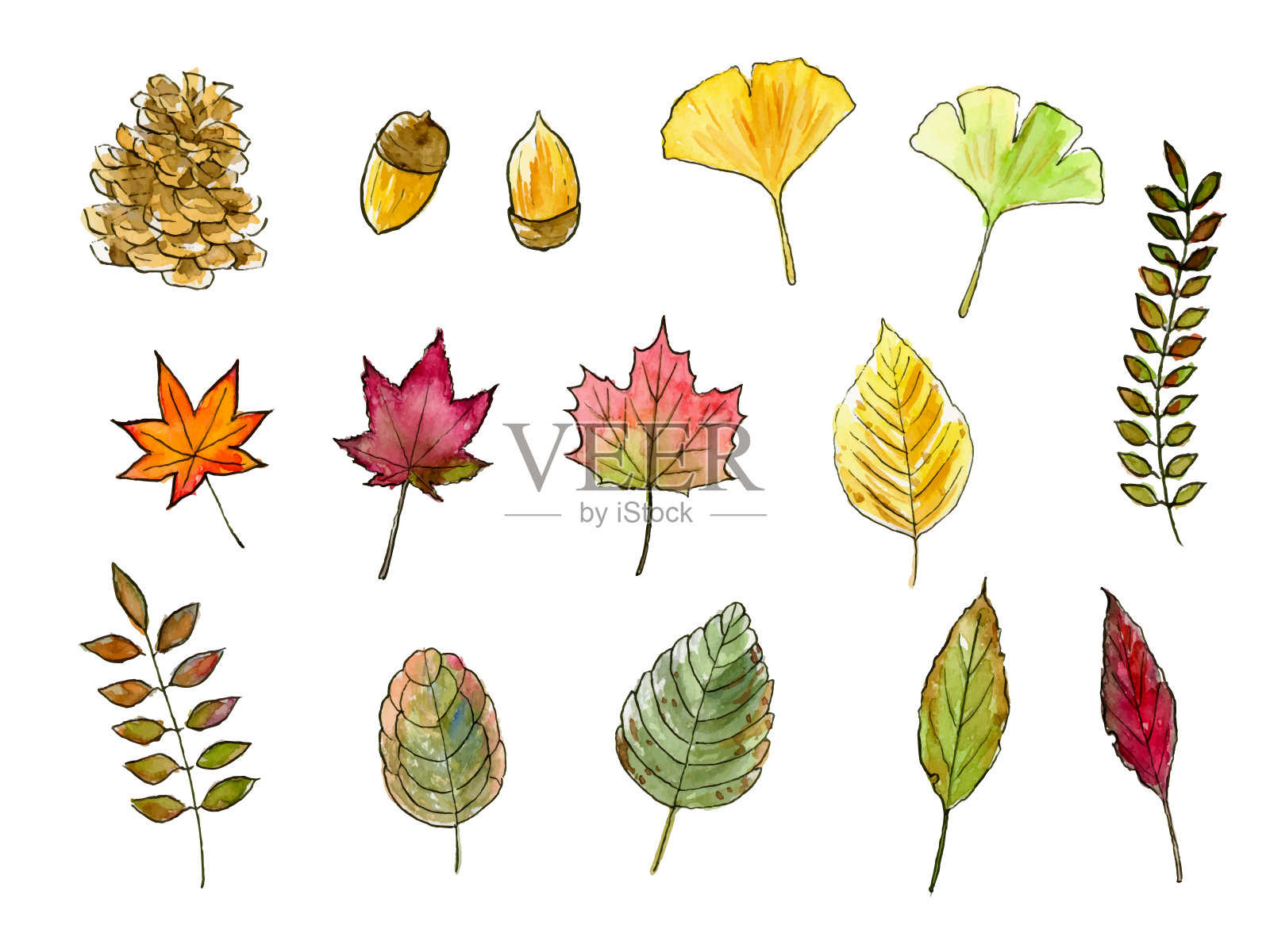 水彩插图一套树叶。设计元素图片