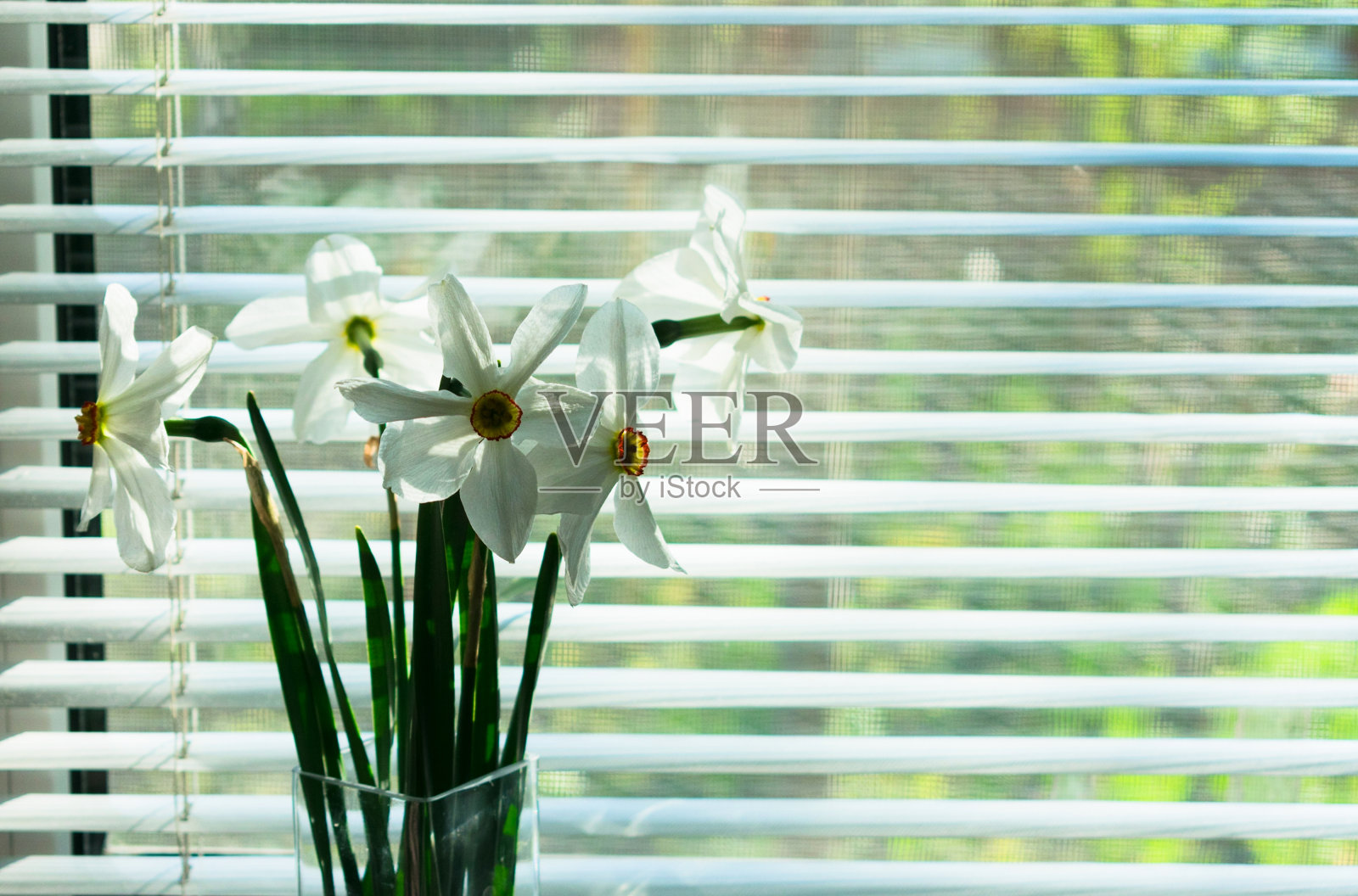 一束水仙花立在有水平百叶窗的窗户上。照片摄影图片