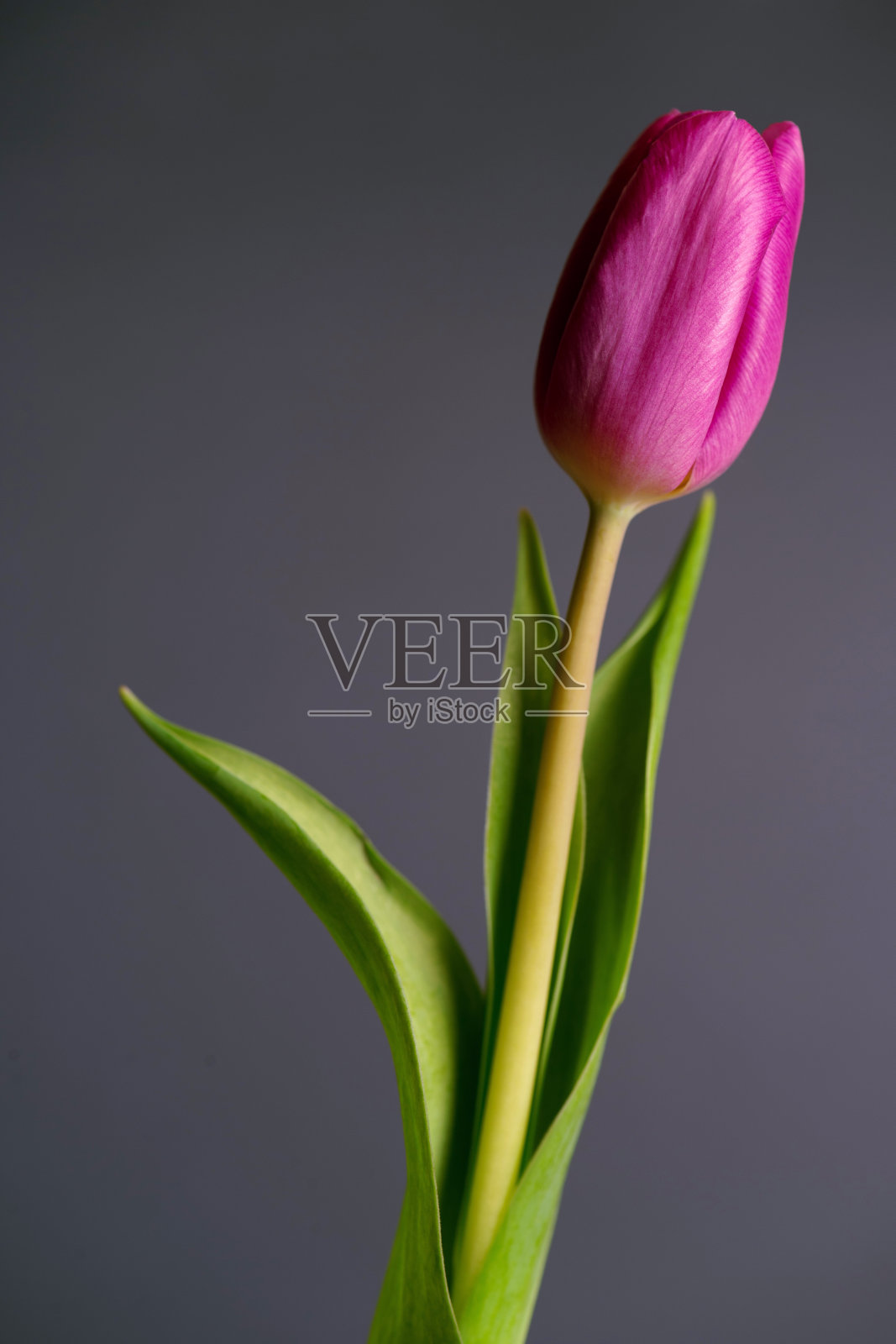 近距离照片的紫罗兰郁金香在黑色的背景照片摄影图片