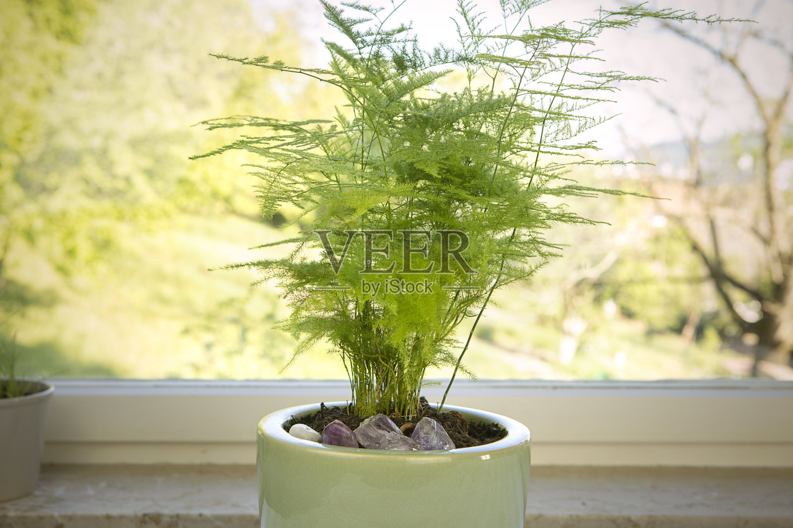 芦笋，芦笋草，绿色室内植物盆栽特写。窗边的芦笋。绿色植物在家里。照片摄影图片
