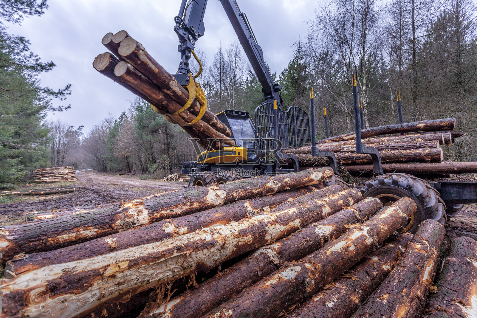 木材行业堆积原木照片摄影图片