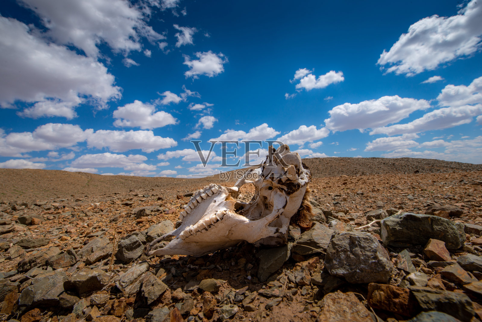 动物的腐肉导致全球变暖，使地球上的干旱景观。照片摄影图片