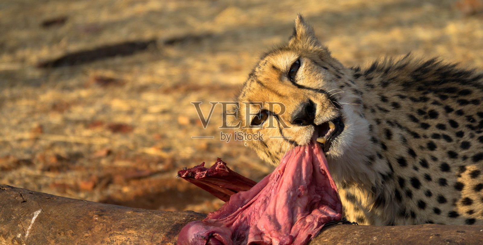 一只令人印象深刻的猎豹正在捕食猎物照片摄影图片