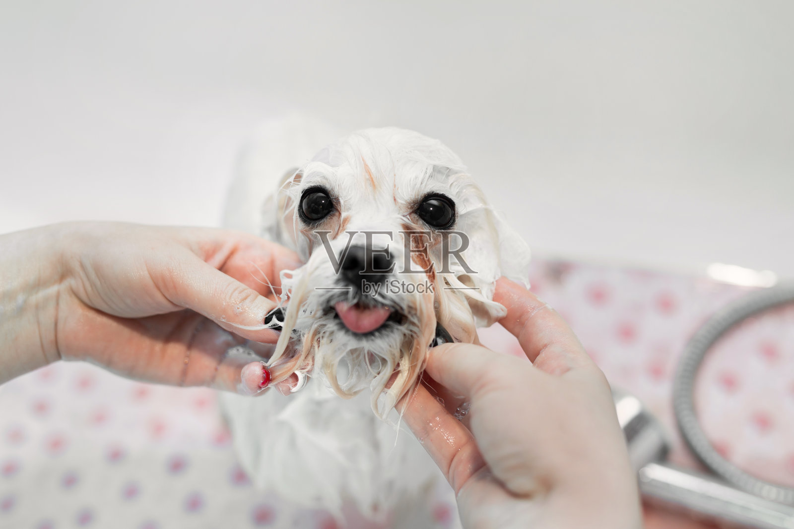 一个女孩在浴室里给她的狗洗澡的特写镜头，她从淋浴器里把水倒在她身上。照顾一只狗，博洛尼亚肉酱，特写。兽医。美容师。理发师为动物照片摄影图片