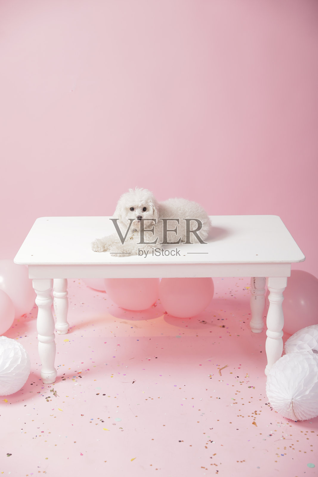 白色的小狗坐在一张粉红色背景的桌子上照片摄影图片