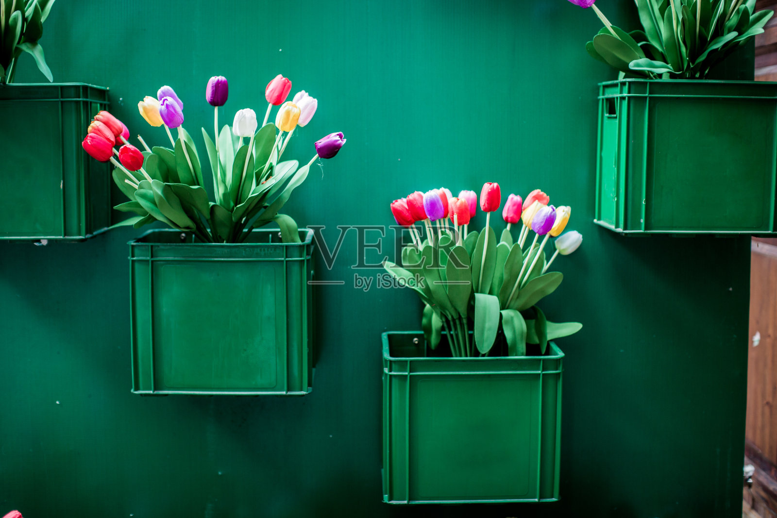 郁金香花插在绿色的板条箱里，挂在绿色的墙上。照片摄影图片