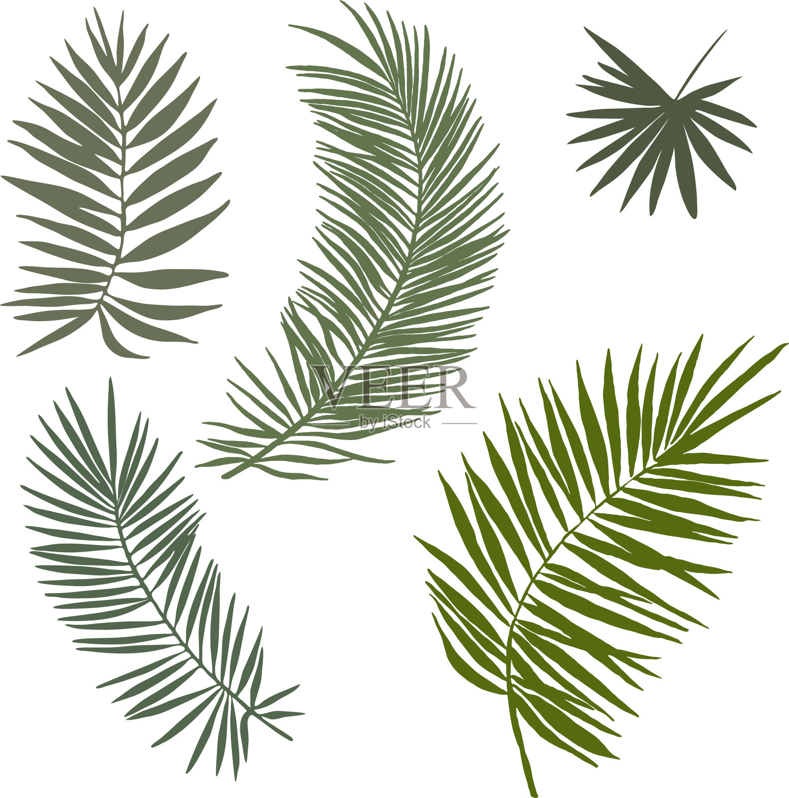 孤立在白色背景上的棕榈叶。矢量图形。轮廓。设计元素图片