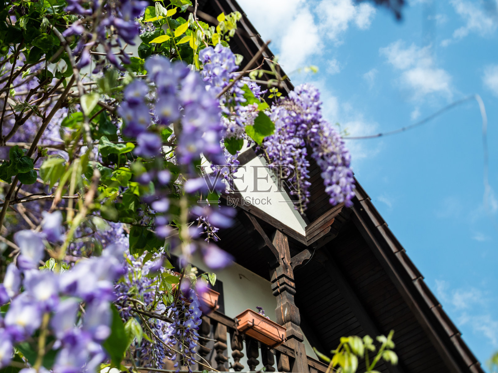 美丽的紫藤植物在盛开的传统阿尔萨斯房子照片摄影图片
