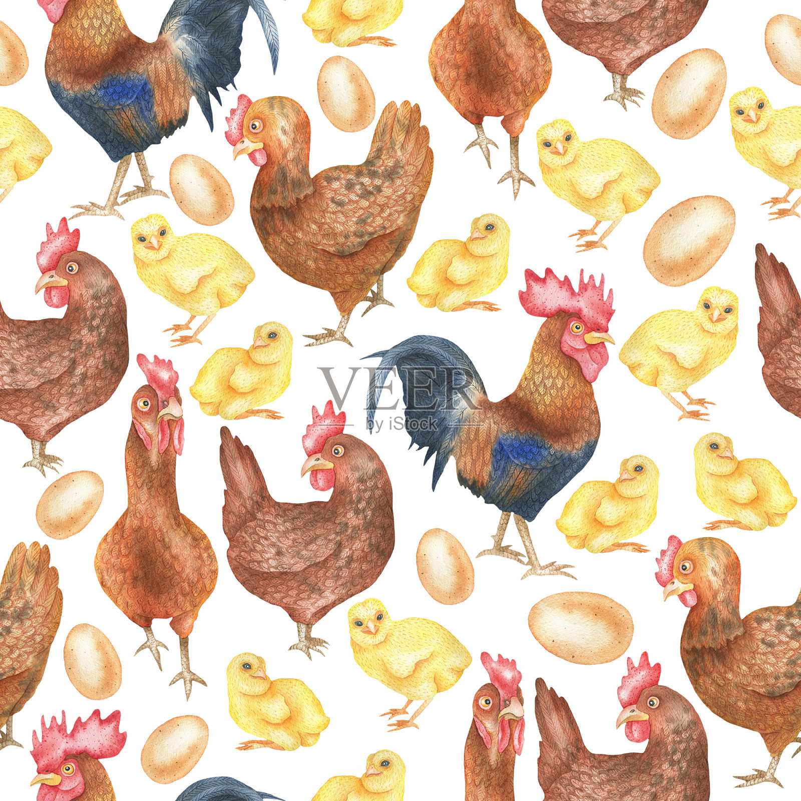 鸡和母鸡图案。jpg插画图片素材