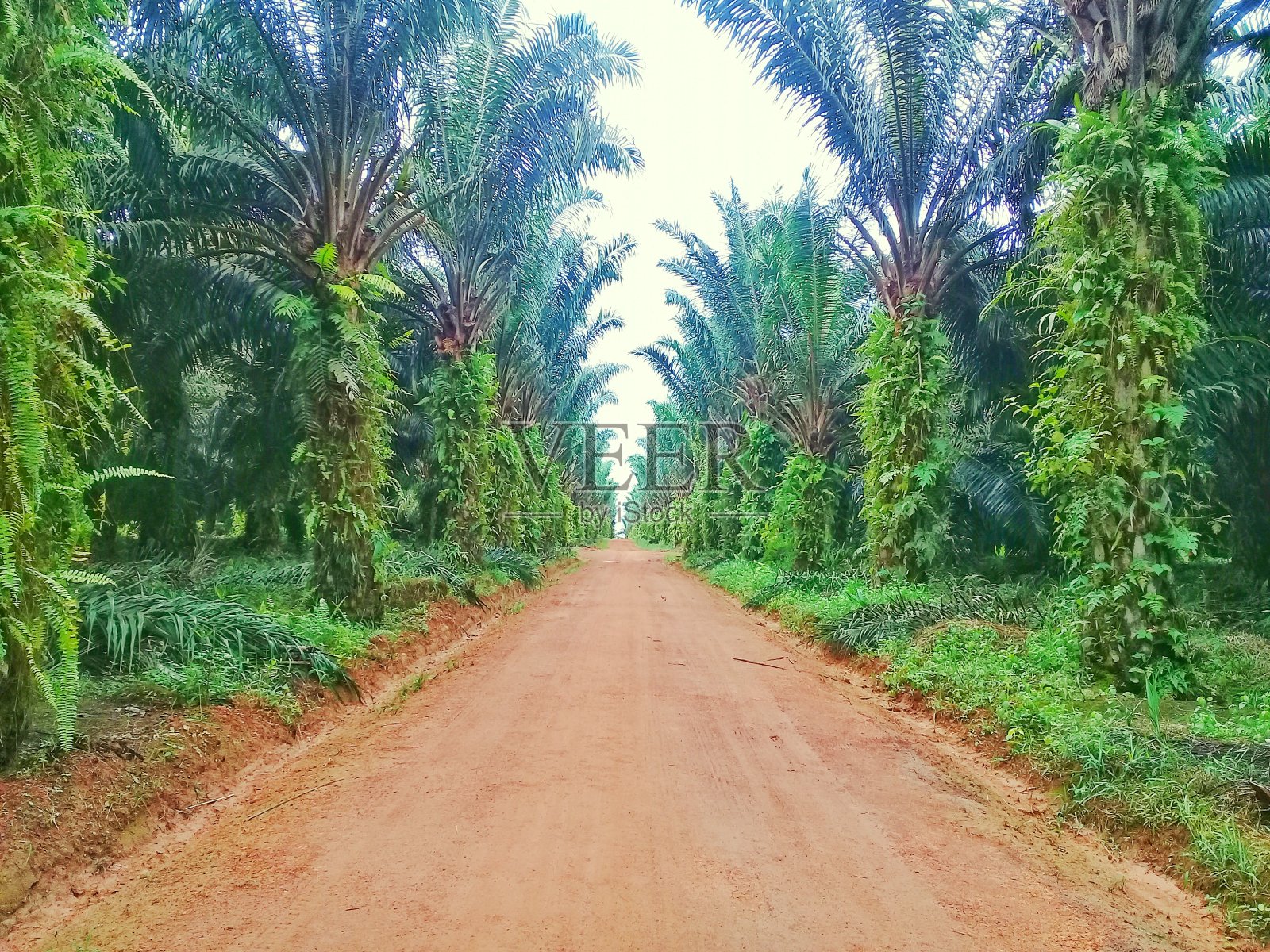 路中油棕榈种植园照片摄影图片