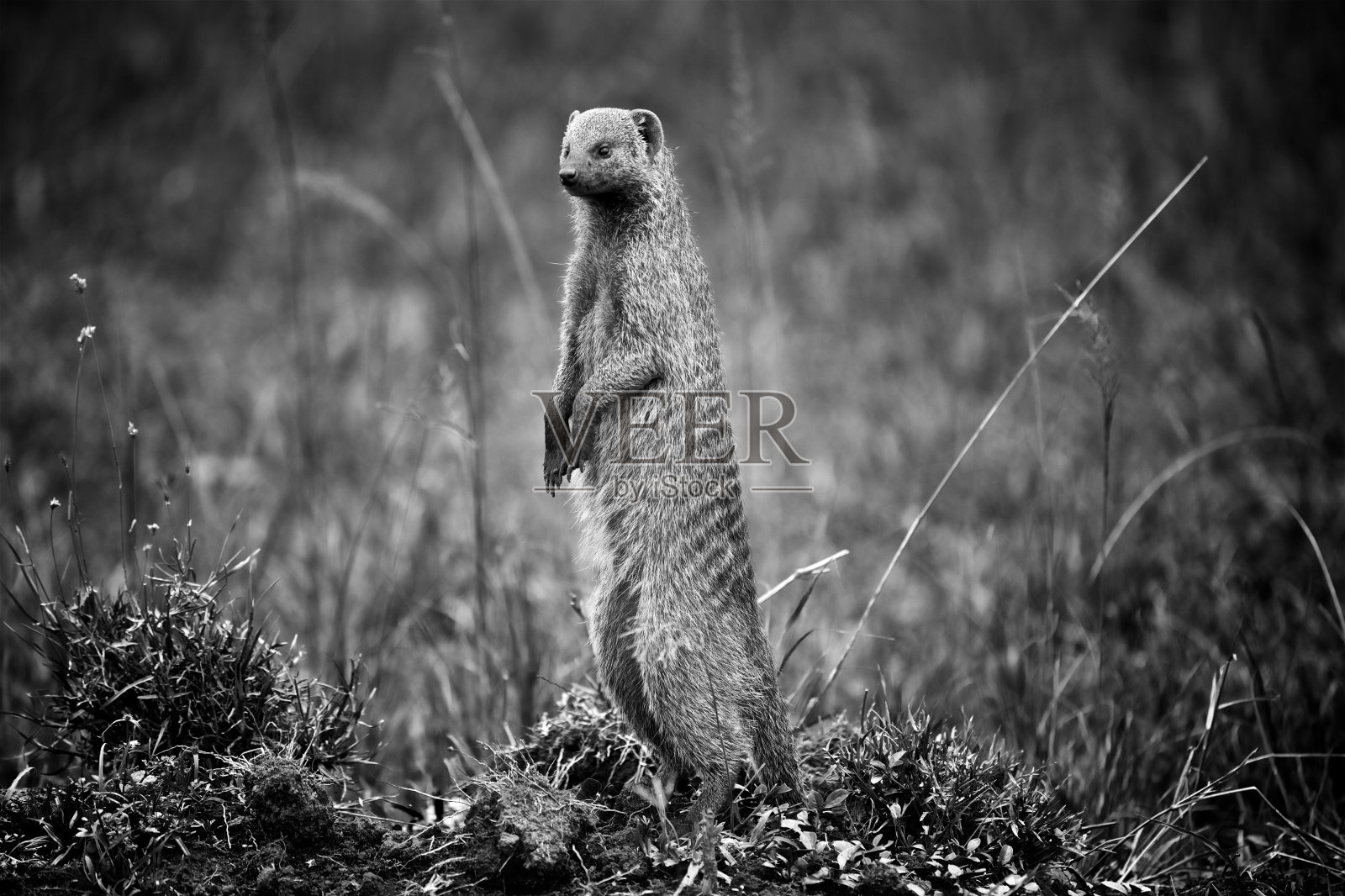 站在马赛马拉草丛中的猫鼬照片摄影图片