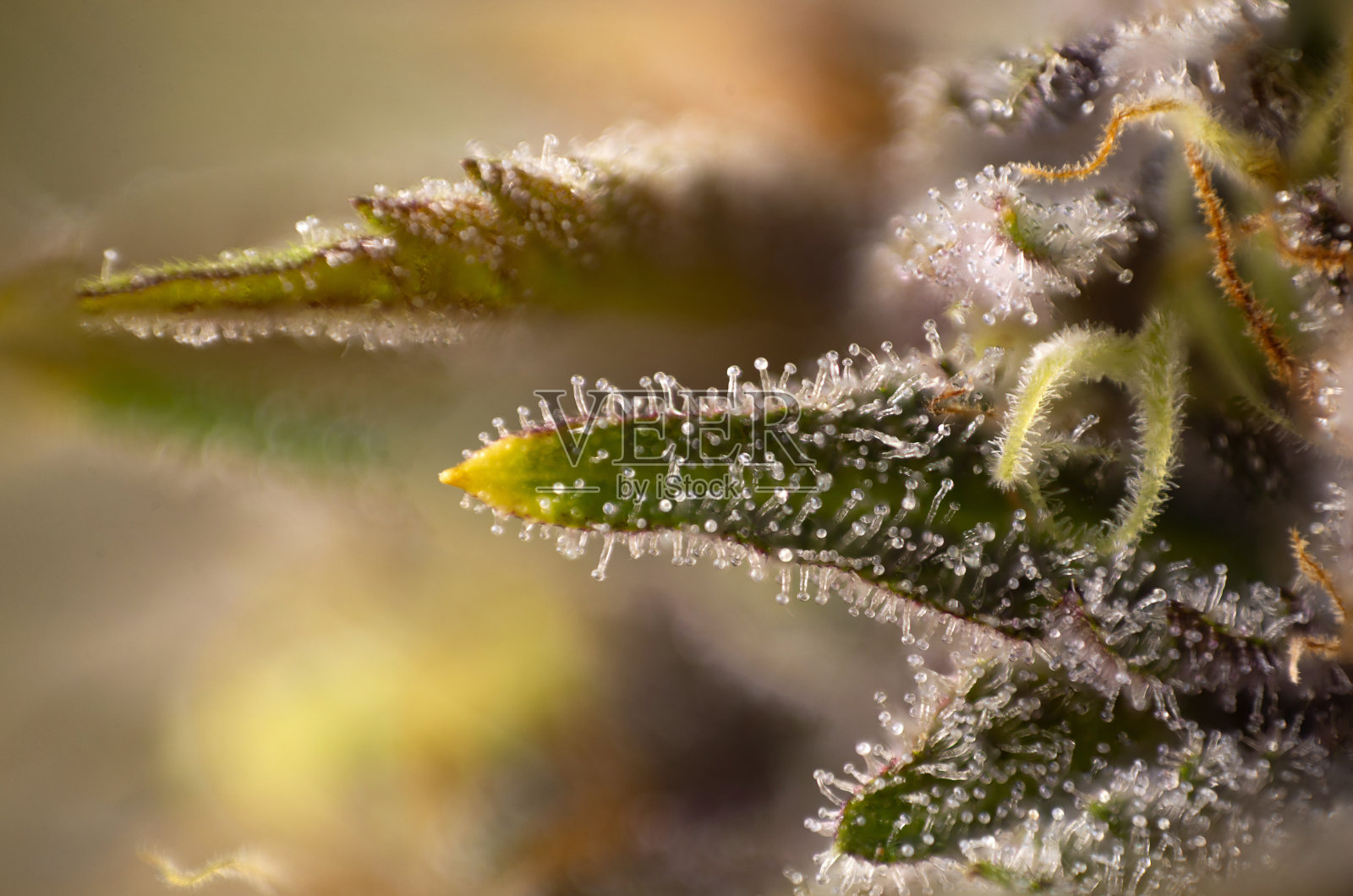 大麻花丛的宏观细节(紫色皇后株)照片摄影图片