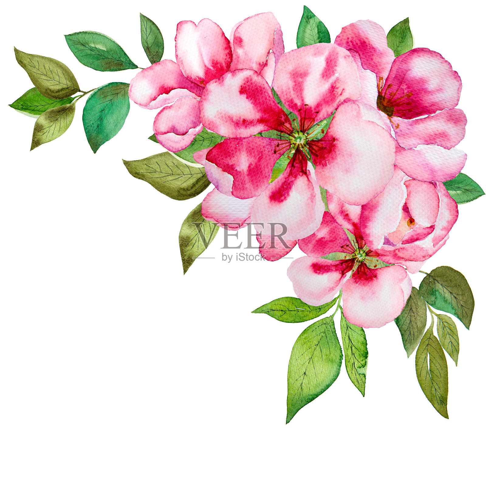 水彩粉红色的花近距离孤立在白色的背景。插画图片素材
