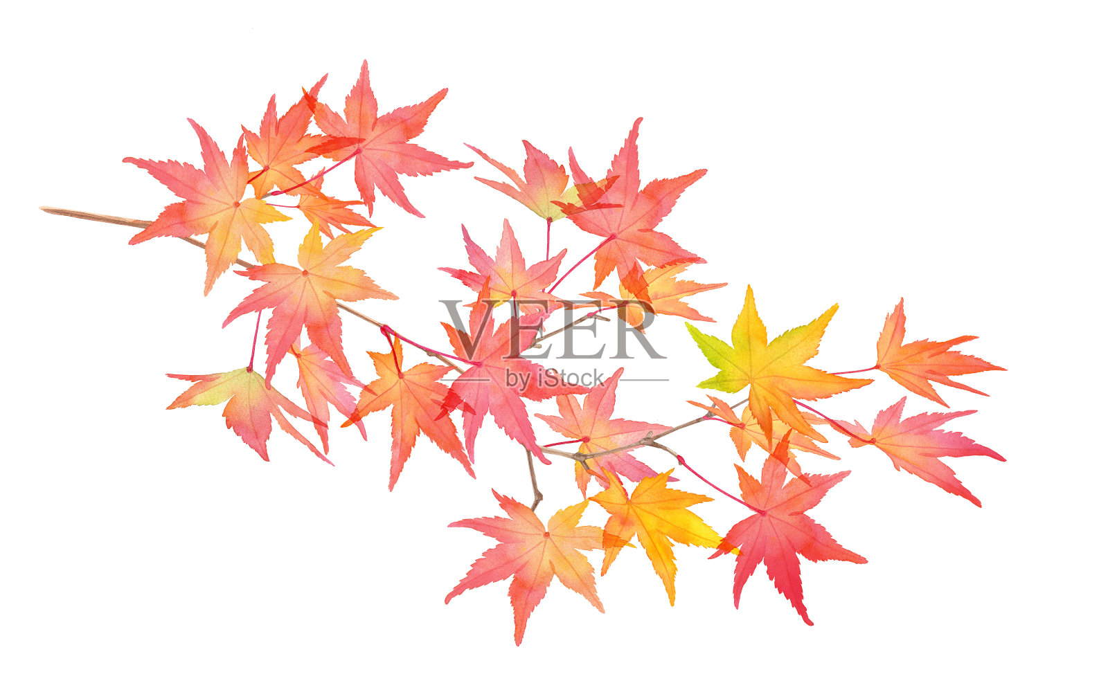 秋天的枫树枝头染成了红色。水彩插图。插画图片素材