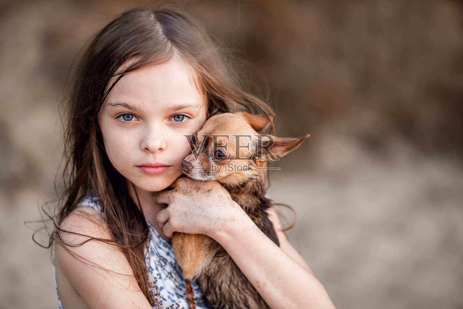 可爱的小女孩拥抱她的狗。一个孩子和吉娃娃的肖像。照片摄影图片