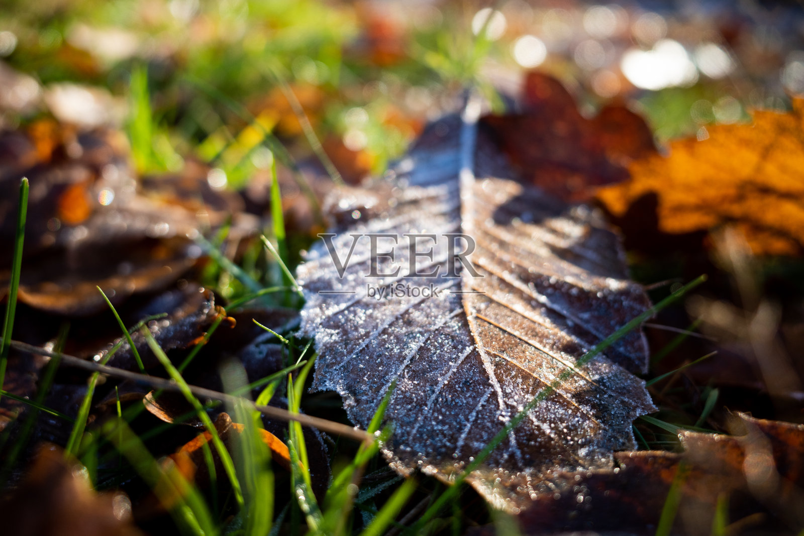 里士满公园的霜冻大叶子照片摄影图片