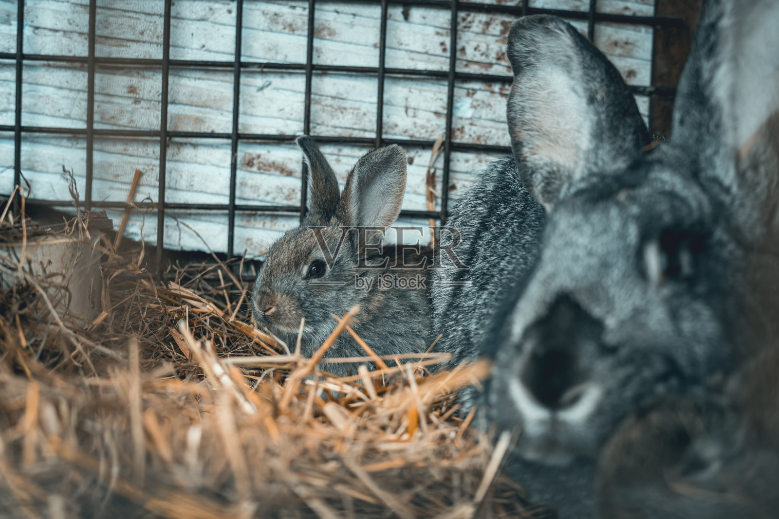 兔子家族和小兔子在笼子里照片摄影图片