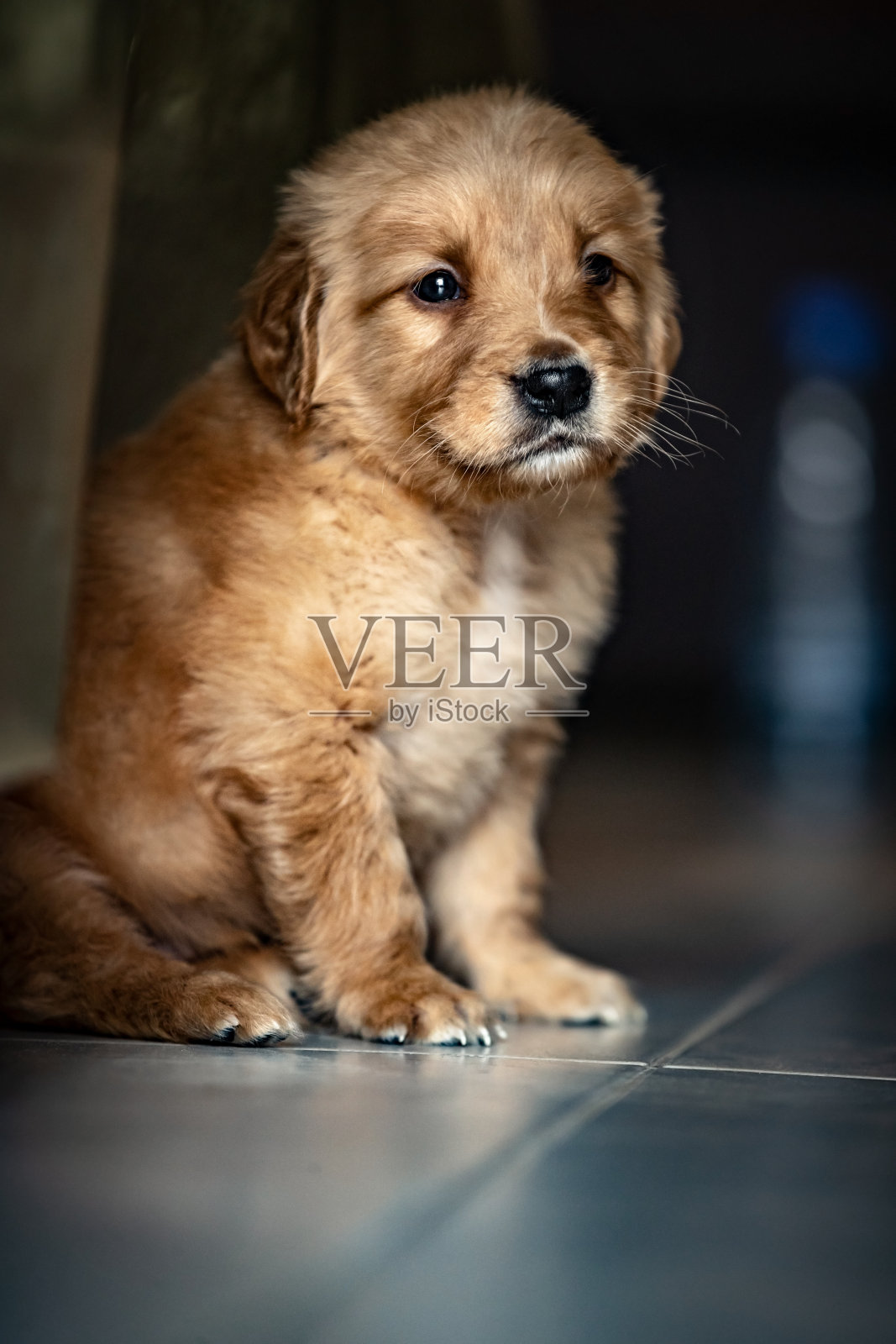 这是一只可爱的金毛猎犬的小狗照片摄影图片