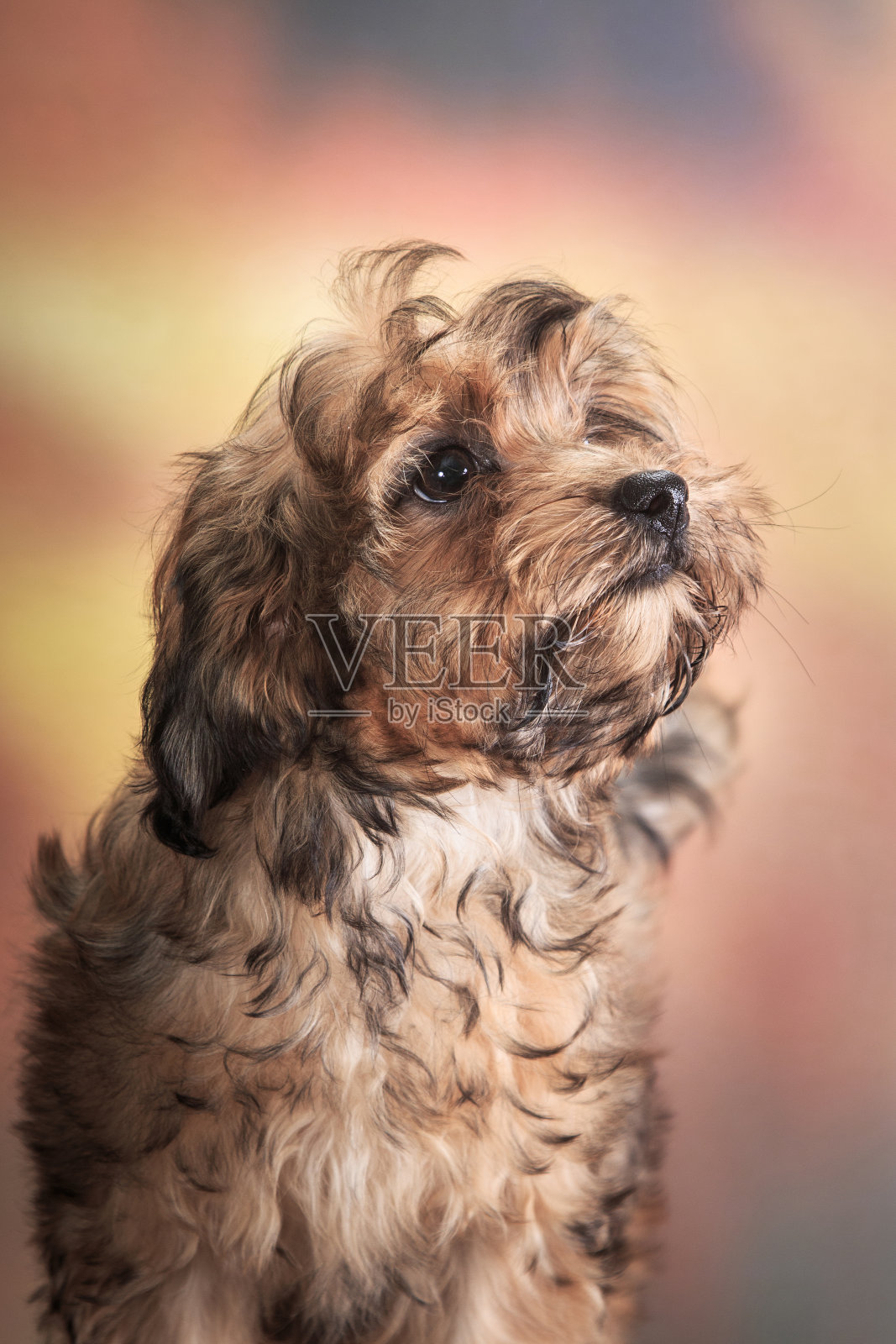 一只红色的小卷毛小狗，品种是俄罗斯哈巴狗，在秋天橙色斑点的背景上照片摄影图片