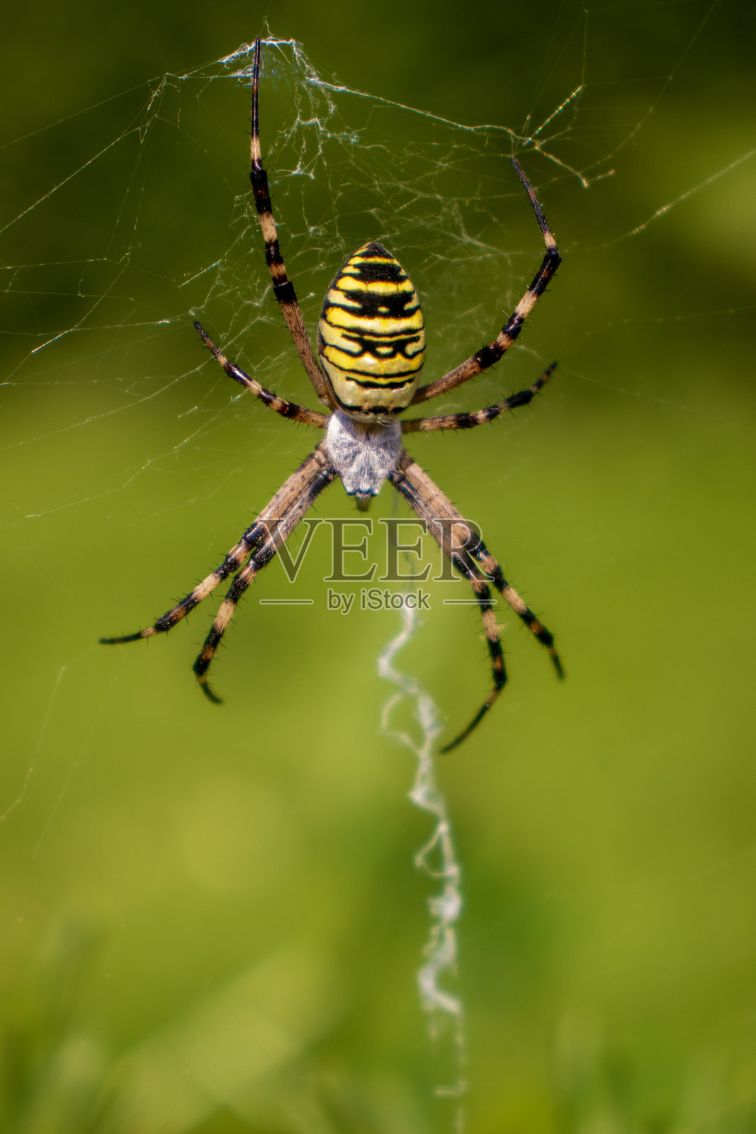 蜘蛛网上的黄蜘蛛照片摄影图片