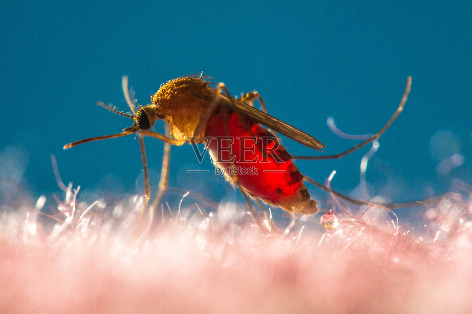满血的蚊子照片摄影图片