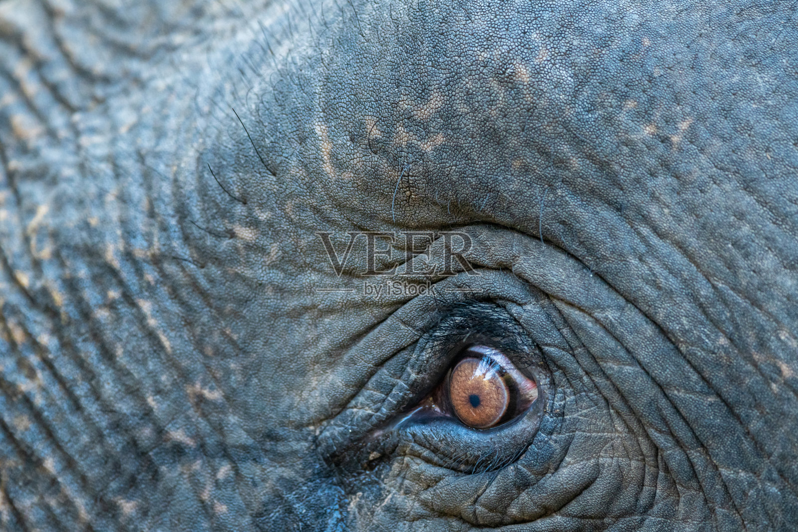 印度北阿坎德邦，吉姆·科比特国家公园，迪卡拉，大象的眼睛和皮肤纹理照片摄影图片