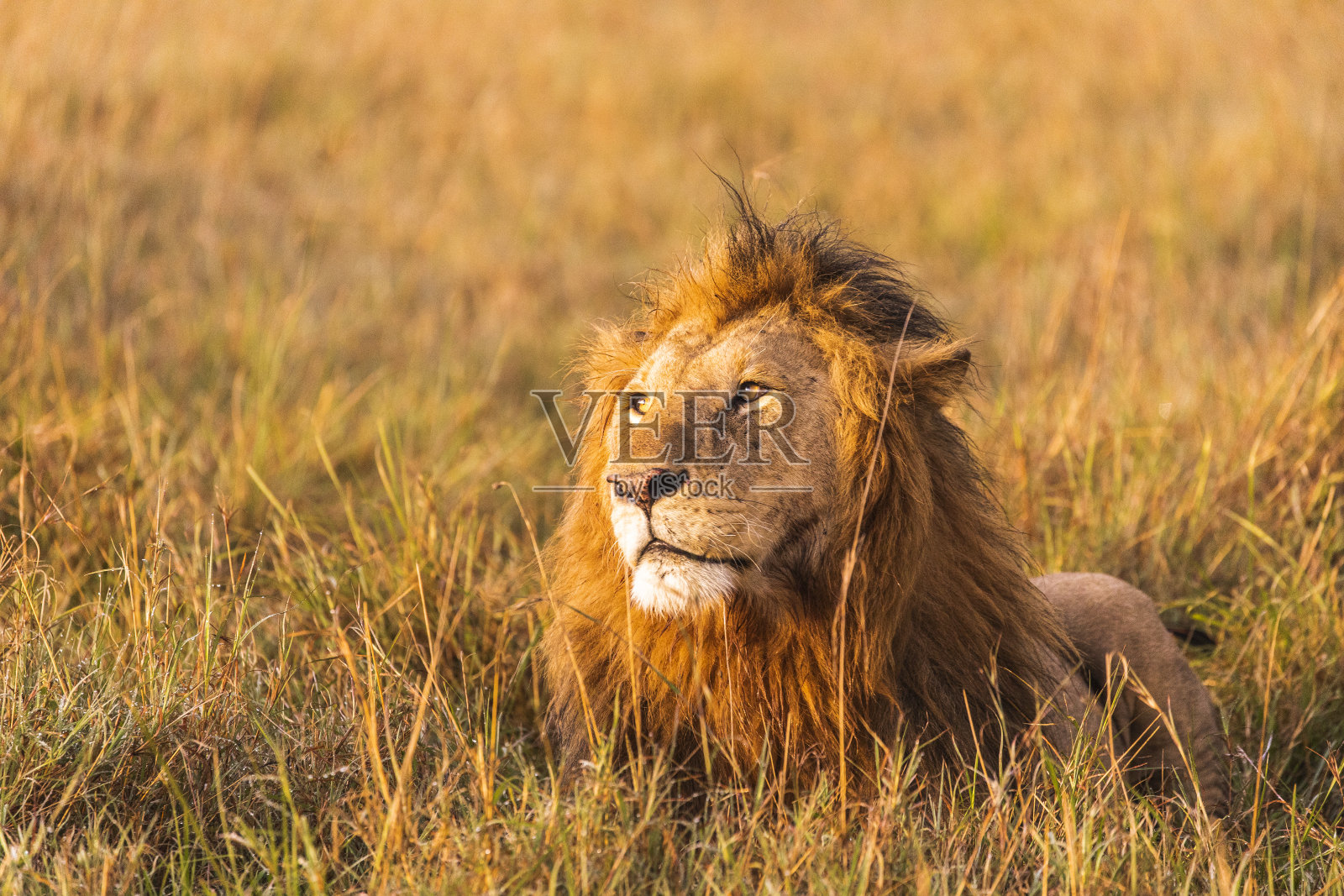 一头成年雄狮坐在非洲草原上照片摄影图片