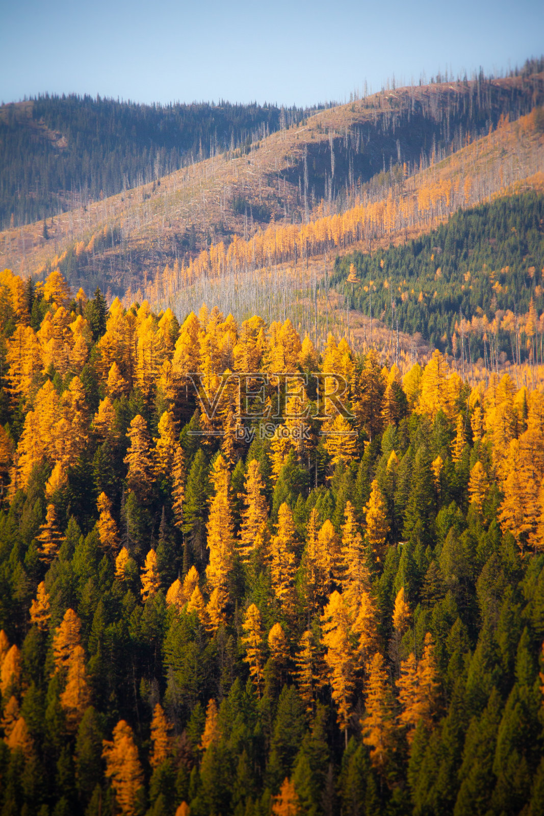 雪山脚下秋天景色高清图片下载-正版图片500749894-摄图网