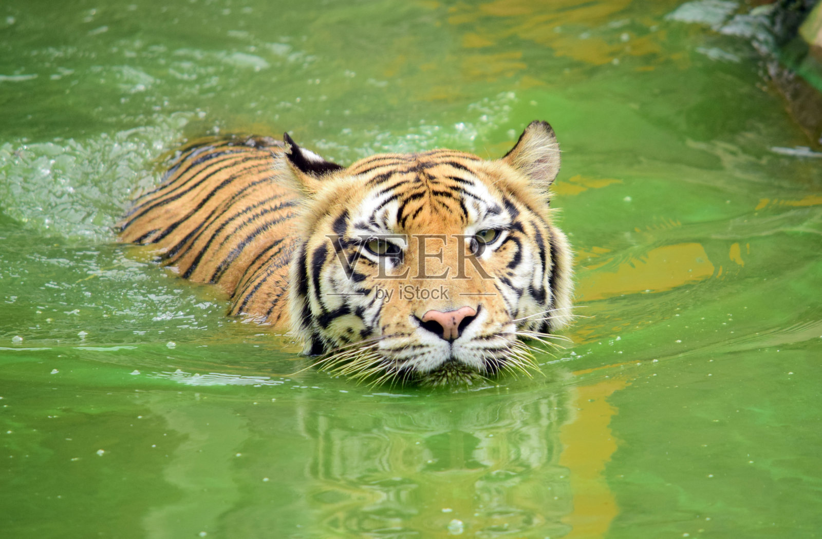 老虎-近距离细节的老虎在动物园，游泳的老虎照片摄影图片
