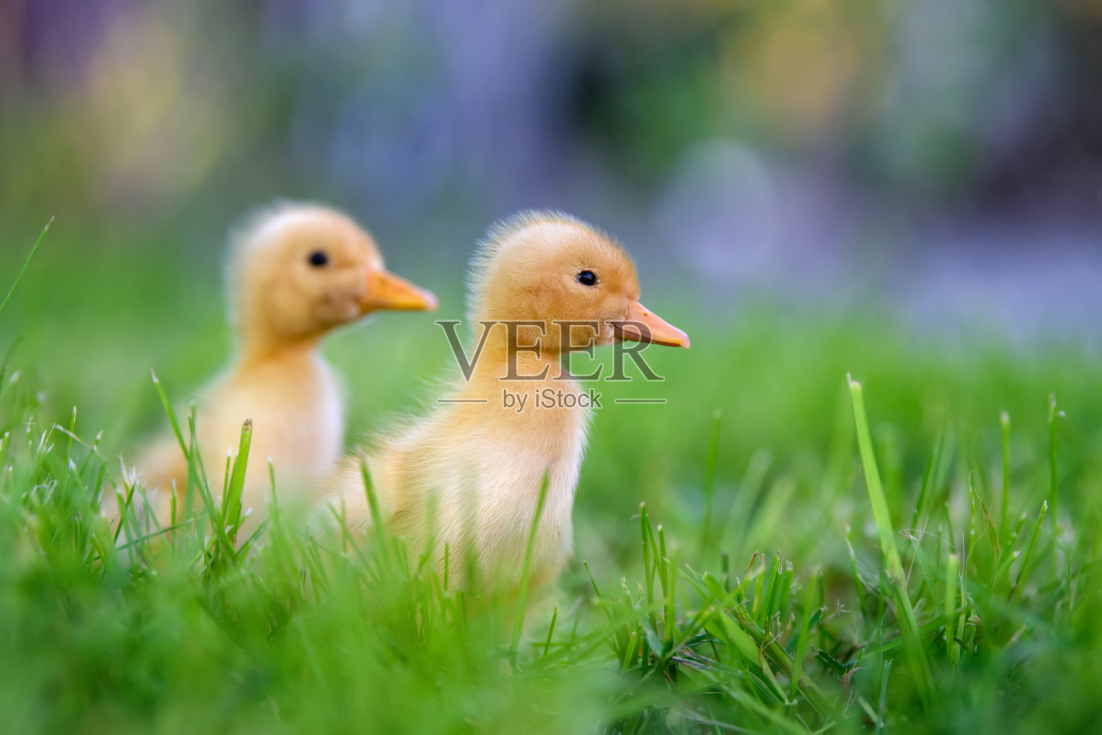 有趣的小黄小鸭在春天的绿草上照片摄影图片