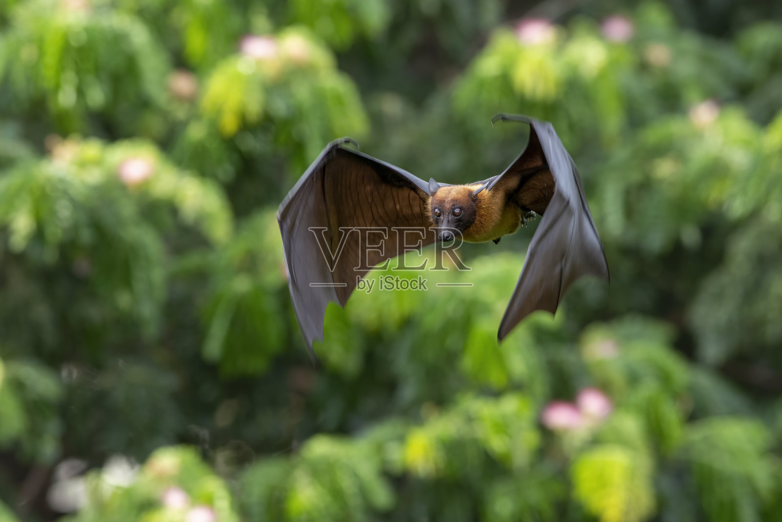 蝙蝠在天然森林中飞翔照片摄影图片