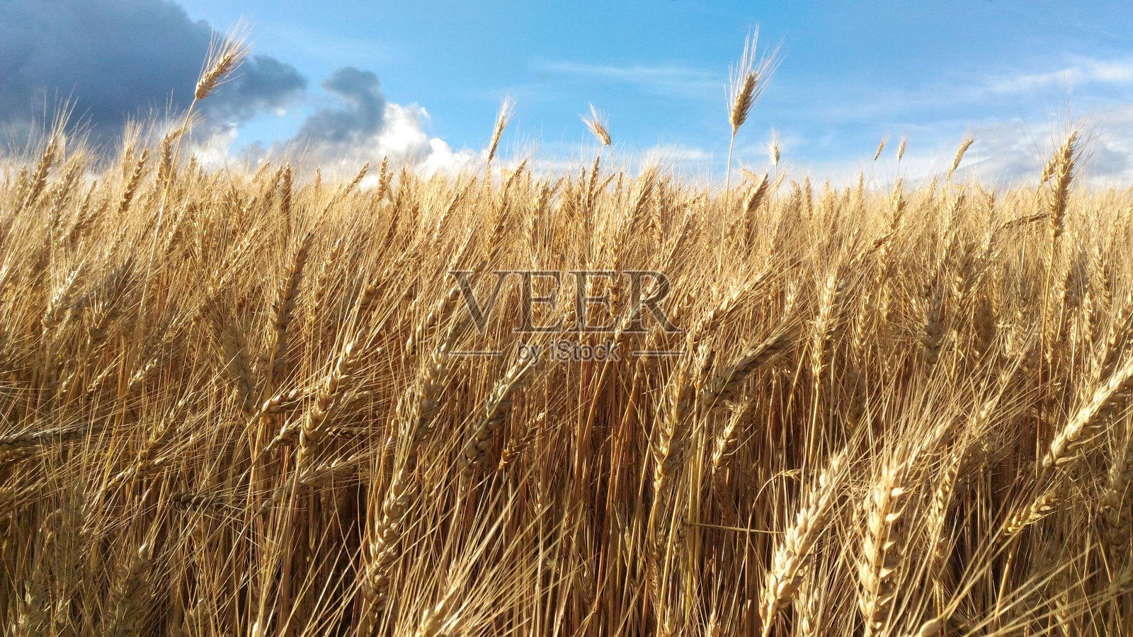 小麦金黄的田野，夏日丰收的蓝天照片摄影图片