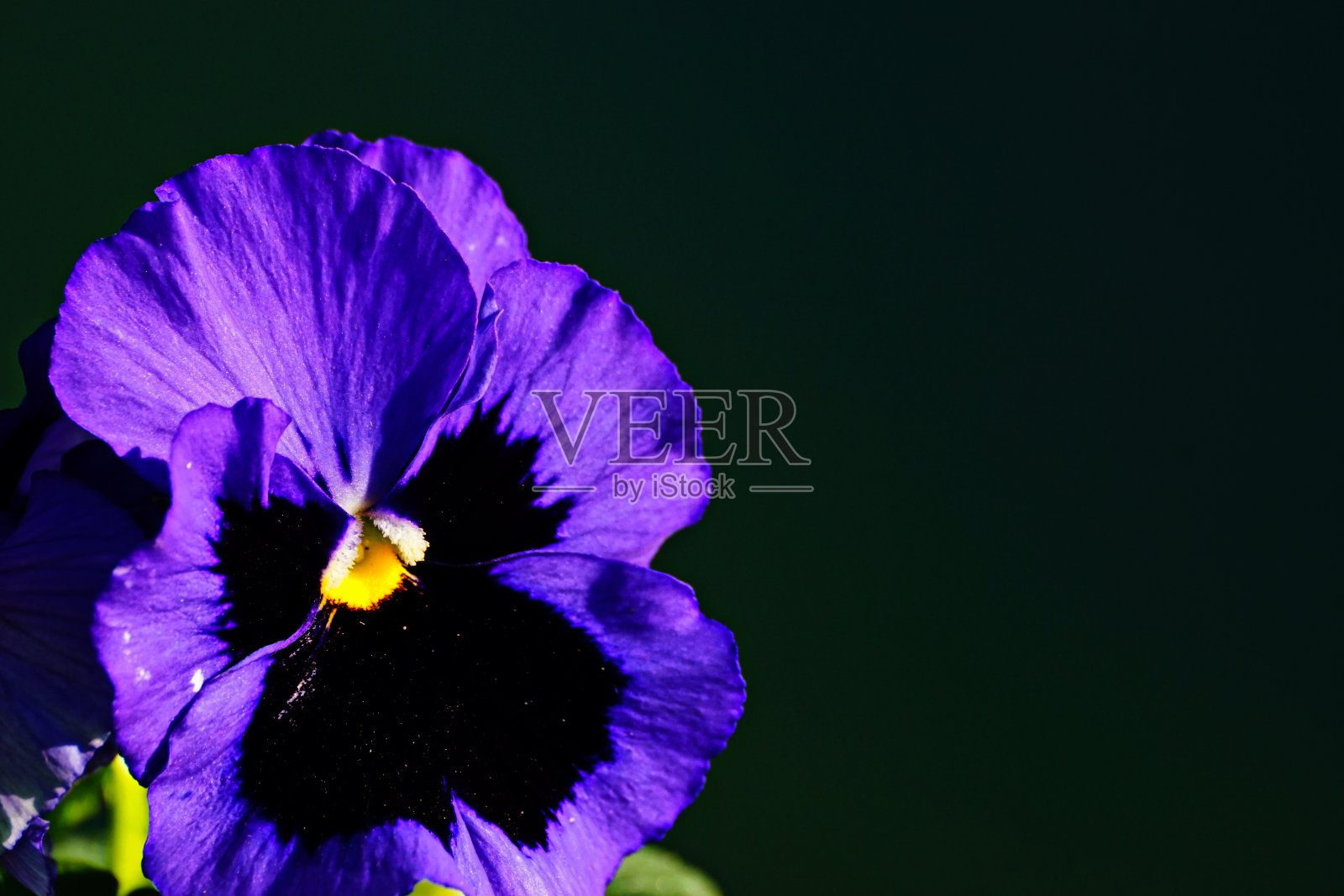 植物的特写镜头。三色堇花。巴伐利亚,德国。照片摄影图片