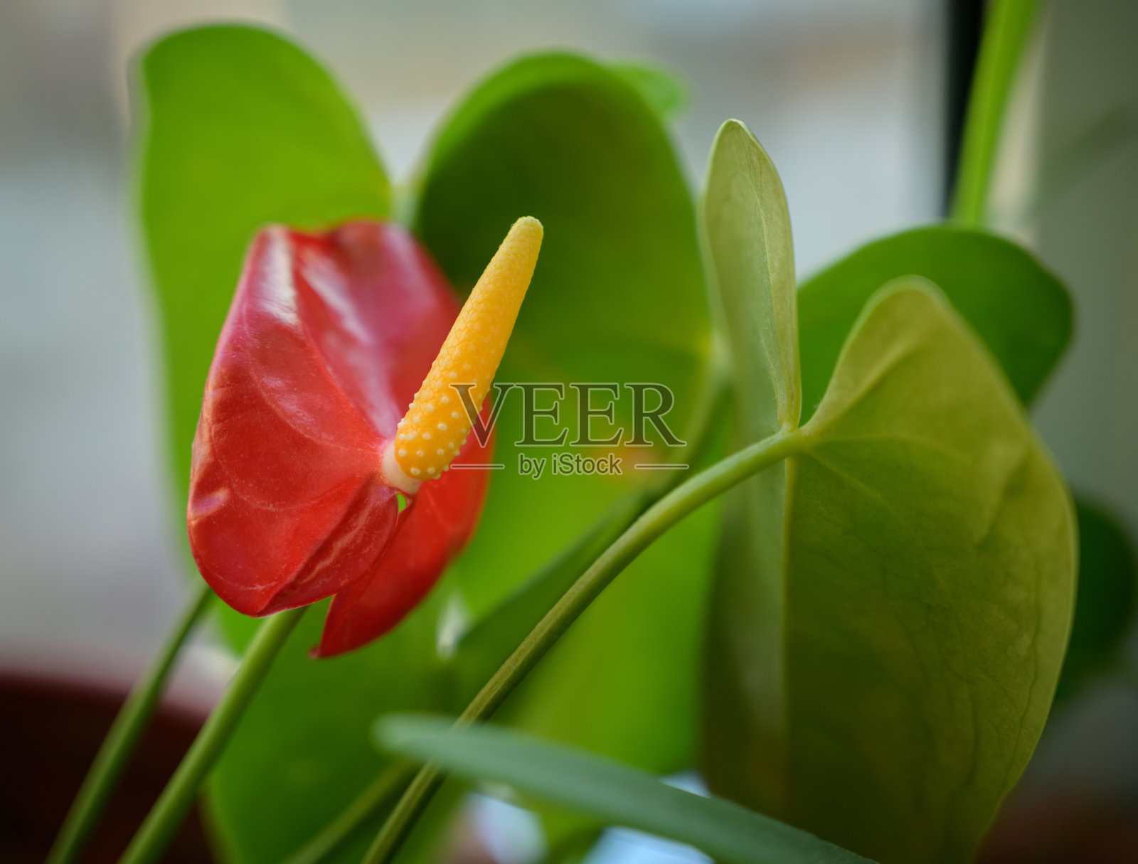 花烛属植物andraeanum花。照片摄影图片