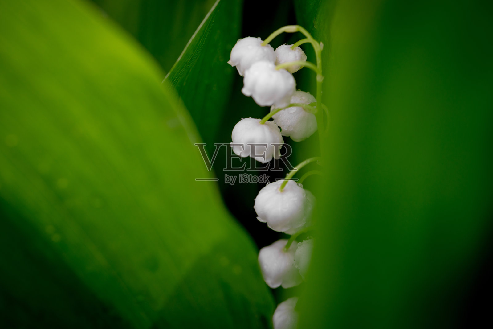 春天森林里的铃兰。铃兰，也叫铃兰，其他名字包括五月钟。雨后的五月花带着水滴。照片摄影图片