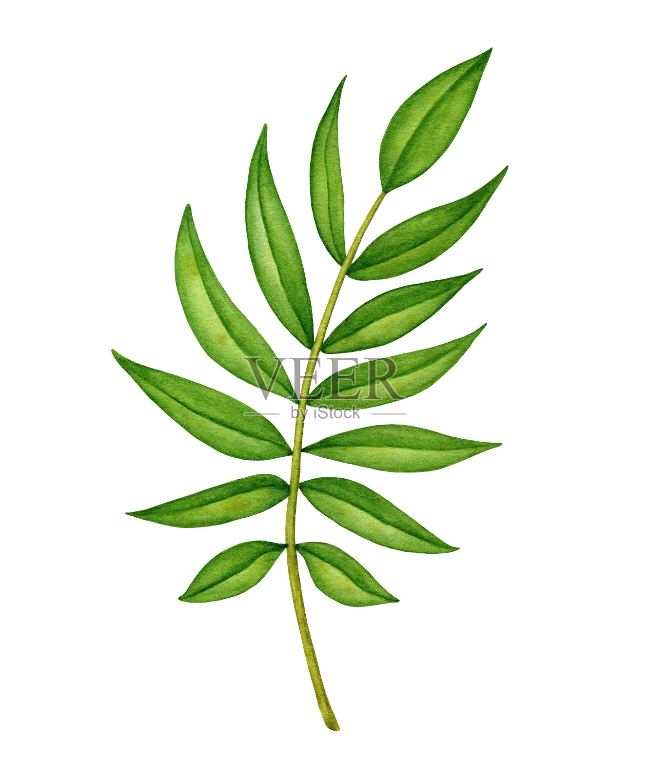 水彩绿色热带棕榈树叶，手工绘制的树枝孤立在白色的背景。手绘自然元素的设计设计元素图片
