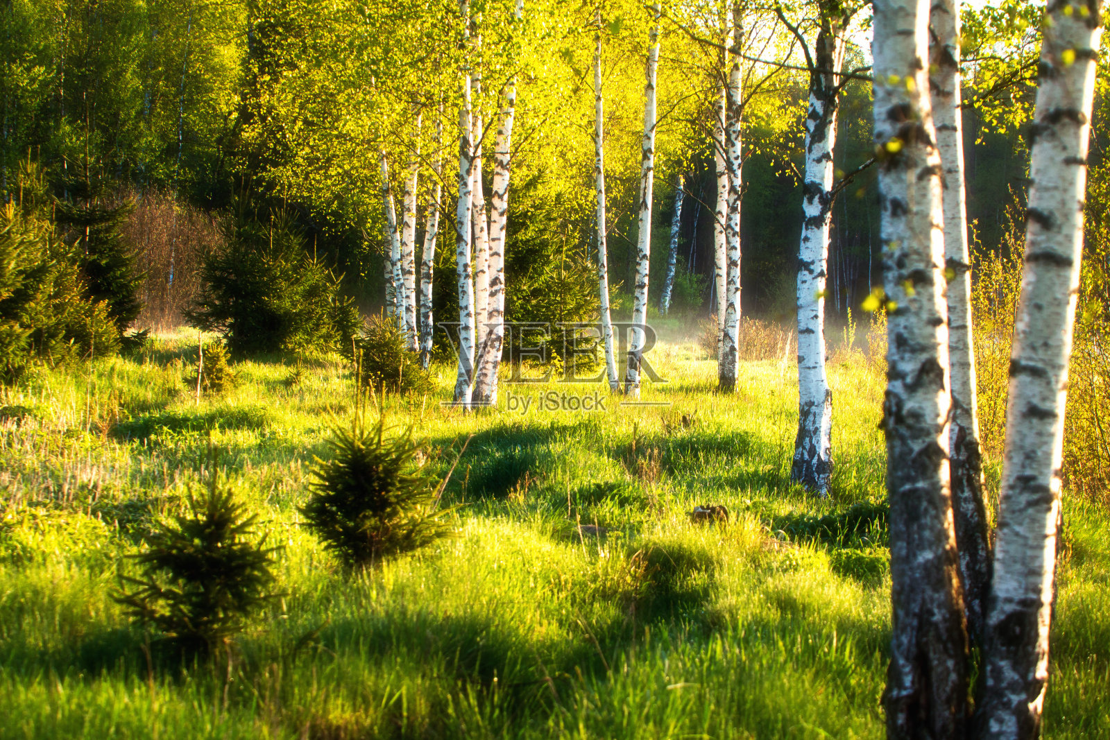 夏日阳光下的白桦林。绿色的自然景观照片摄影图片