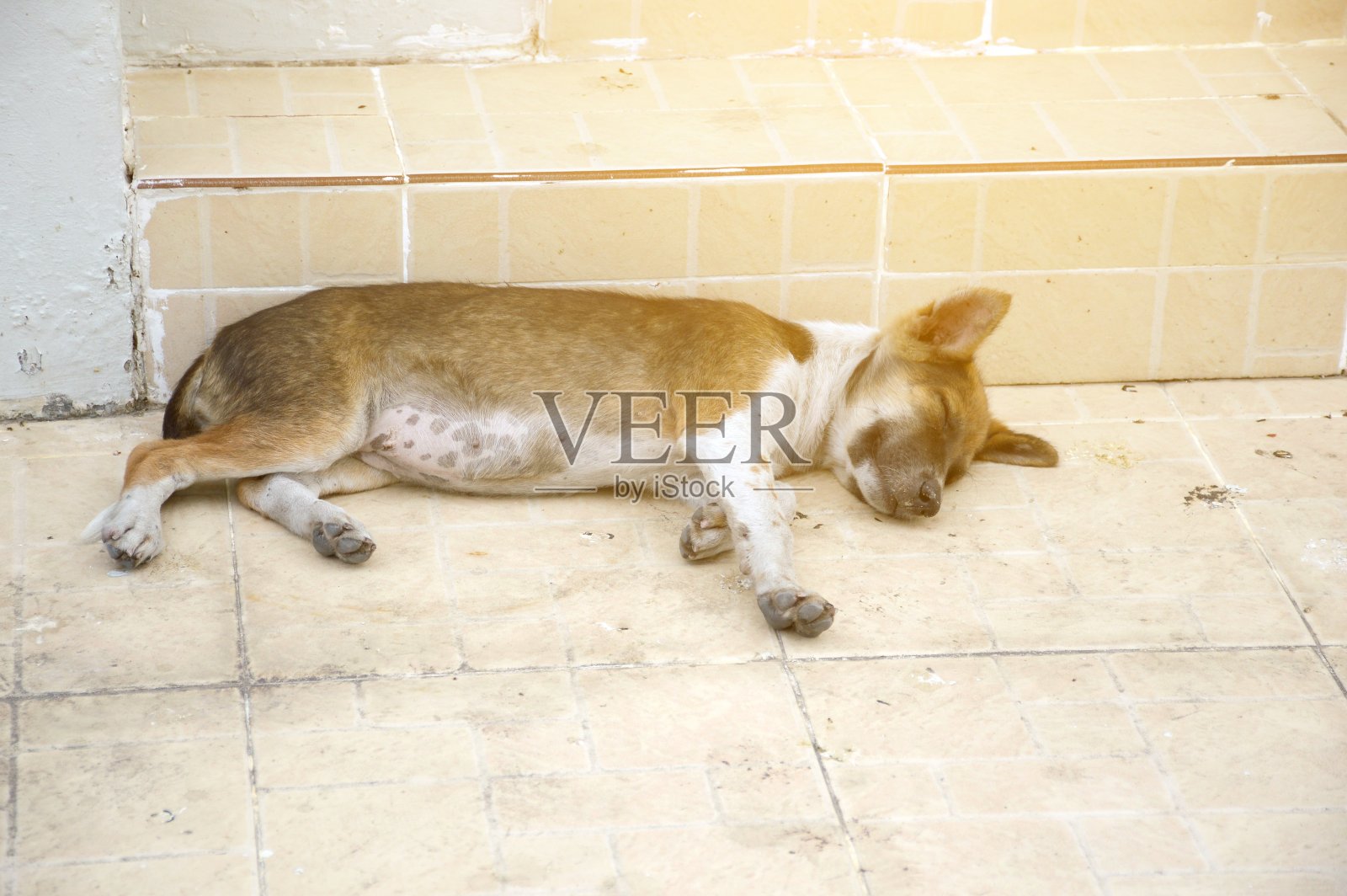 狗睡在水泥地板上照片摄影图片