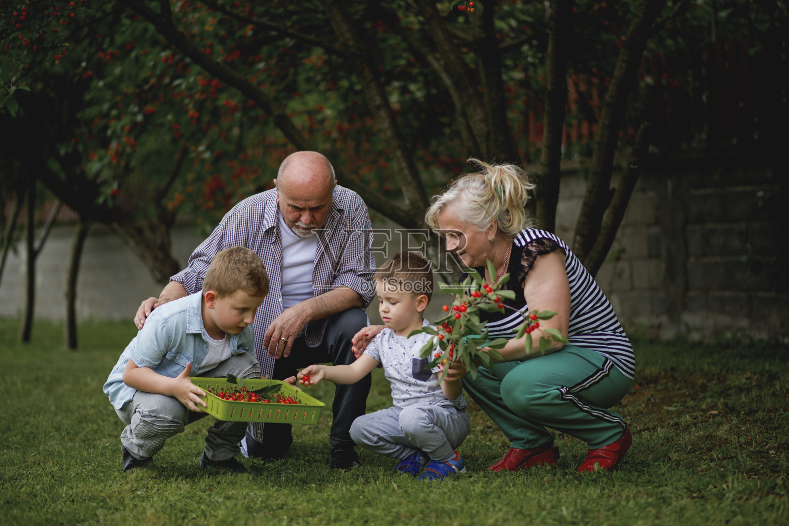 爷爷奶奶和孙子们在摘樱桃照片摄影图片