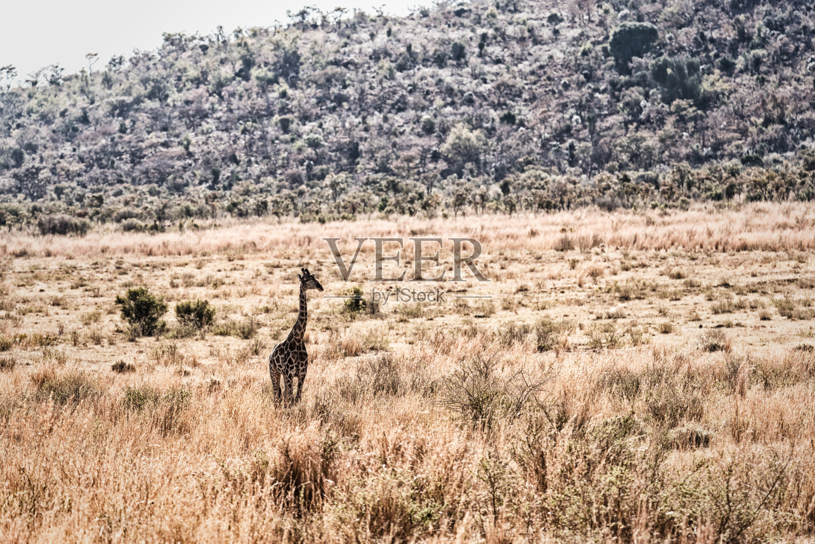 非洲大草原上的长颈鹿照片摄影图片