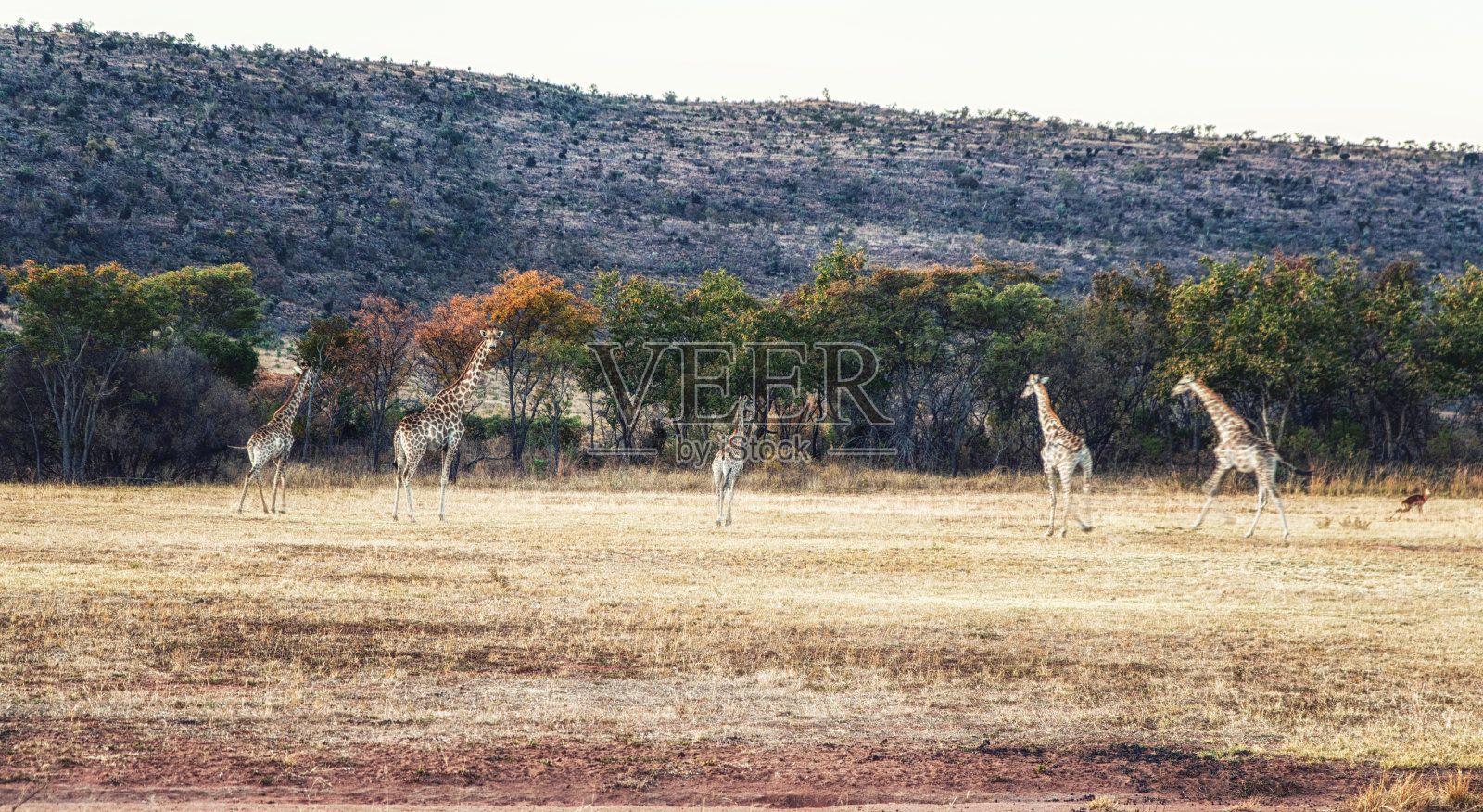 南非长颈鹿(长颈鹿驼鹿)照片摄影图片