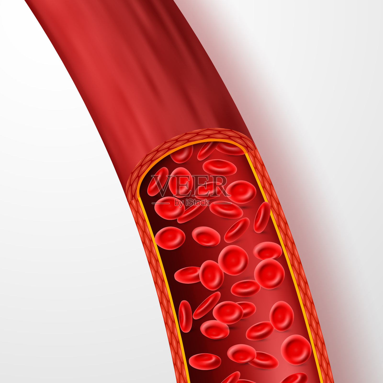 含有红细胞的人体血管。血浆分离载体中带有大红细胞的静脉插画图片素材