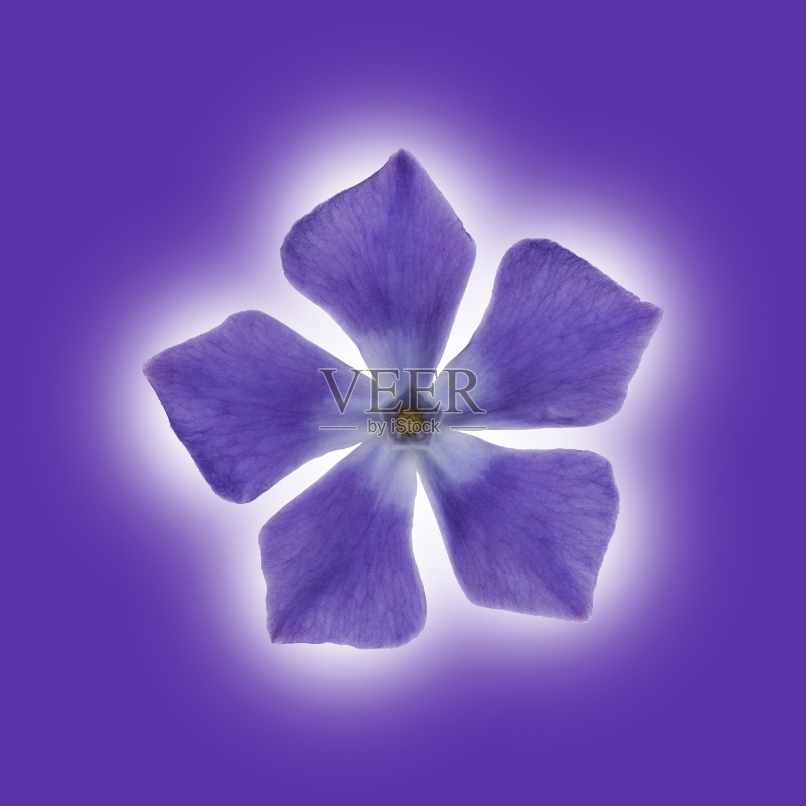 孤立的长春花在紫色的丛上。照片摄影图片