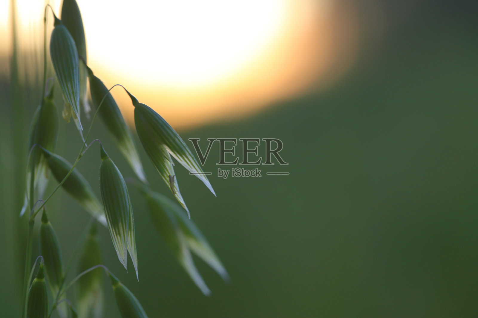 燕麦背光谷类植物特写黄昏草自然照片摄影图片