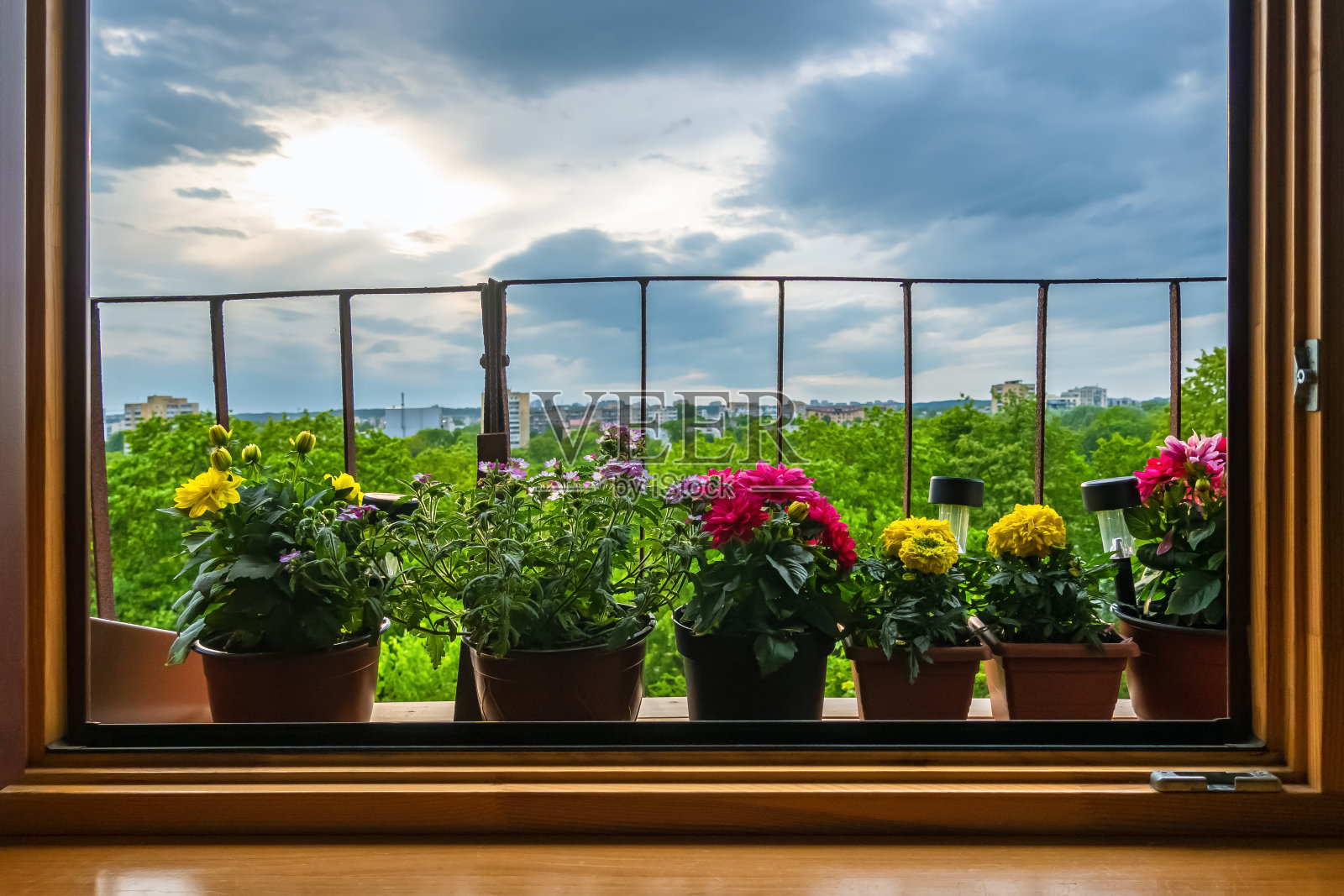 9种适合养室内窗台上的观叶绿植，翠绿动人，都是大众喜欢的品种 - 知乎