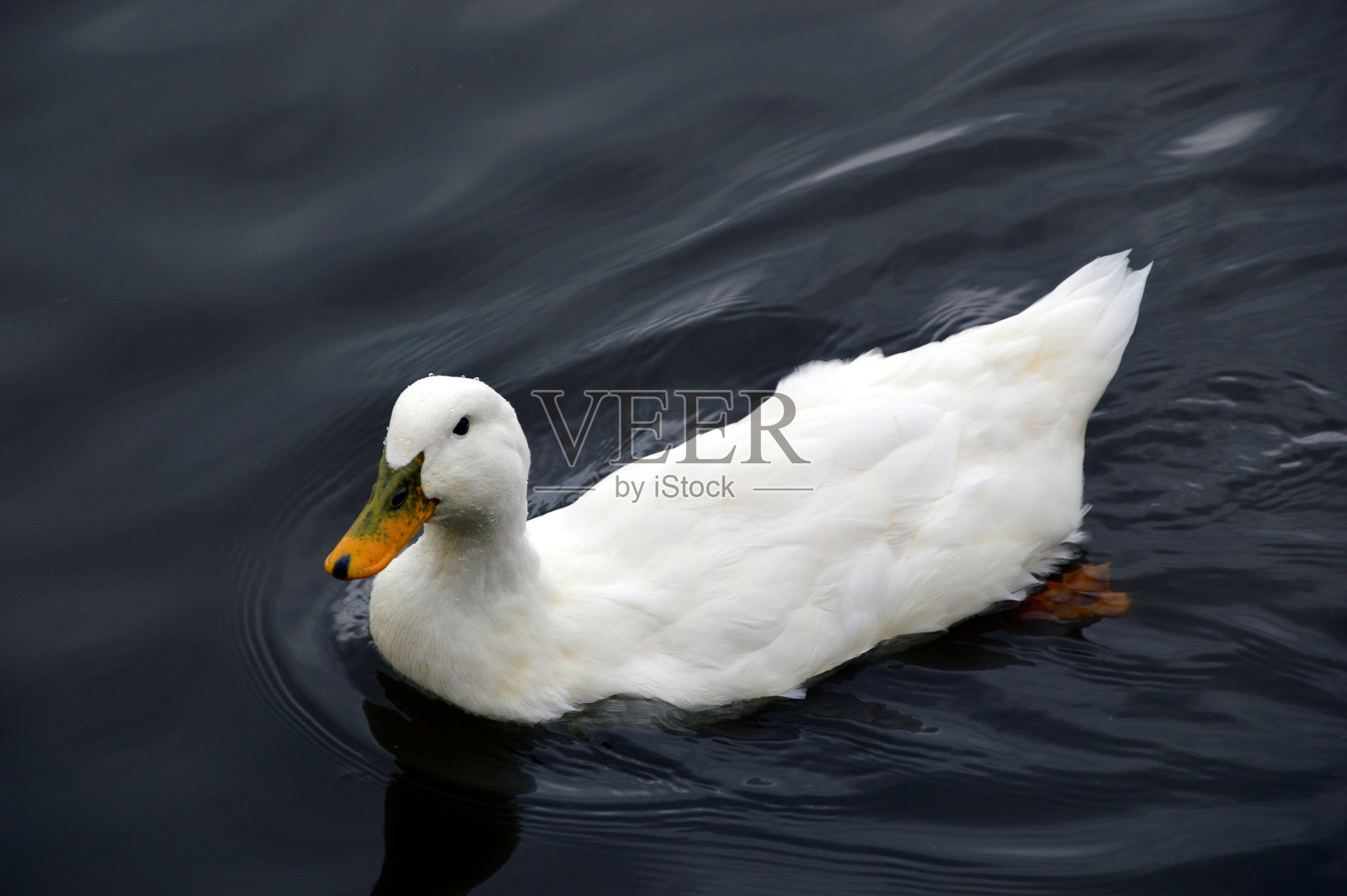 头顶水滴的白北京鸭在池塘里游泳照片摄影图片