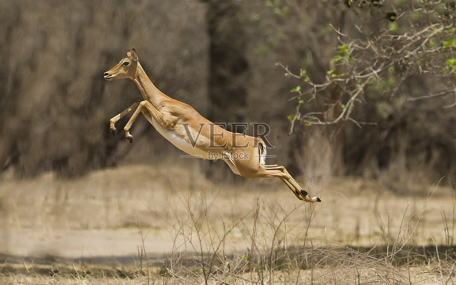一只雌性黑斑羚(黑斑羚)在半空中跳跃照片摄影图片