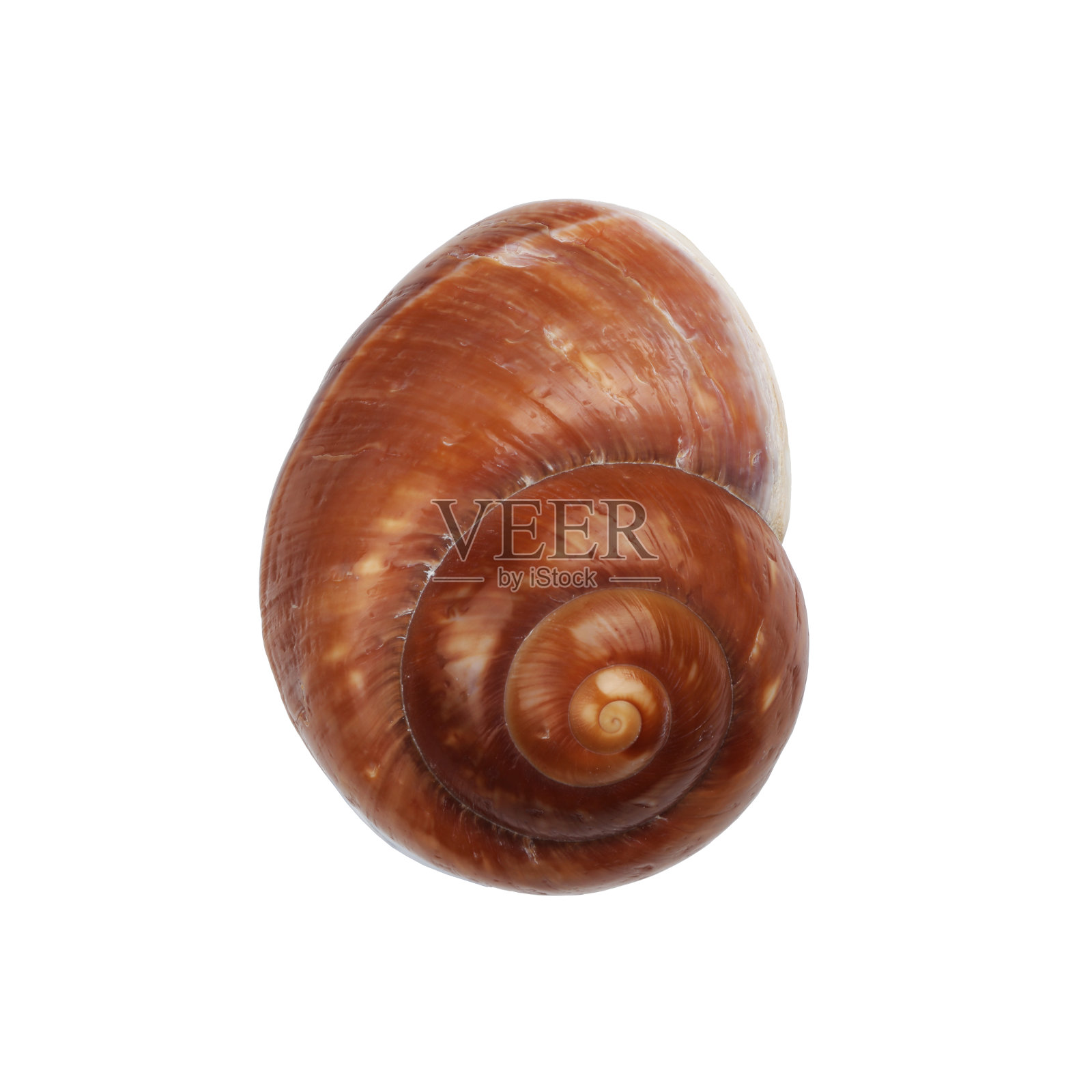 棕色的诺蒂卡螺壳在白色的裁剪路径照片摄影图片